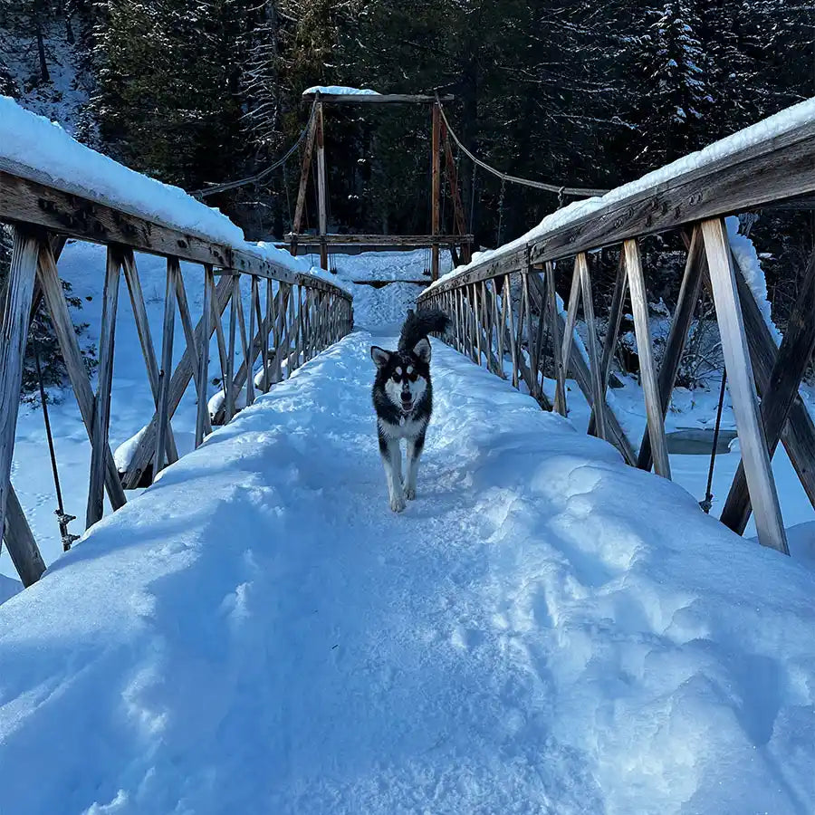 Missoula Dog Boarding - Your Woofer's Home Away From Home!