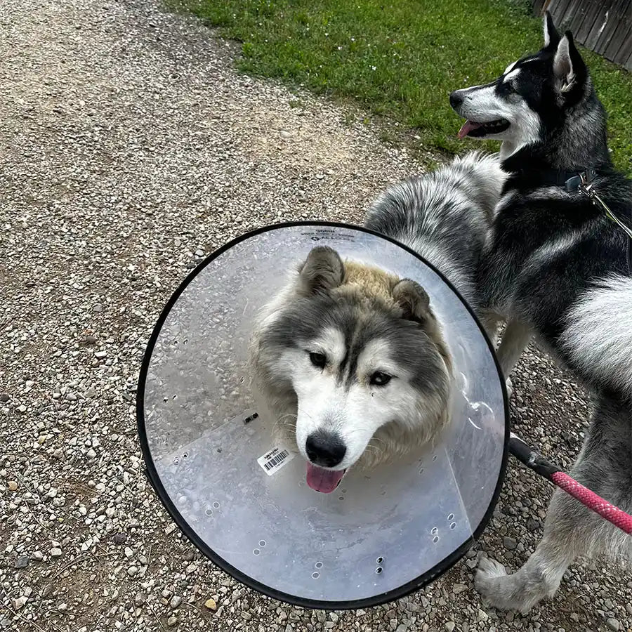 Missoula Doggy Daycare Retreat: Discover Woof Haven!