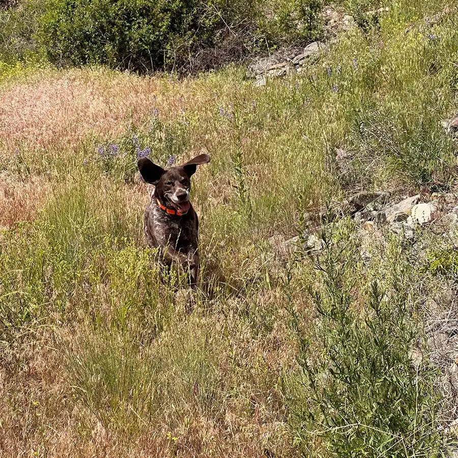 Woof Haven
