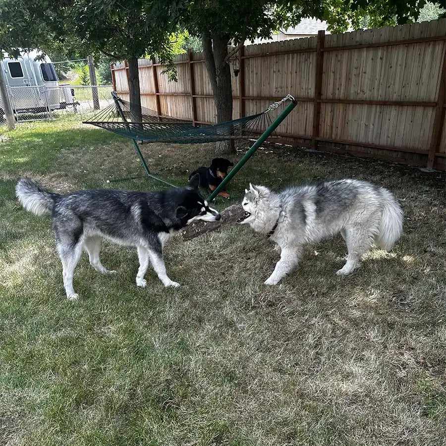 Missoula Dog Boarding - Your Woofer's Home Away From Home!