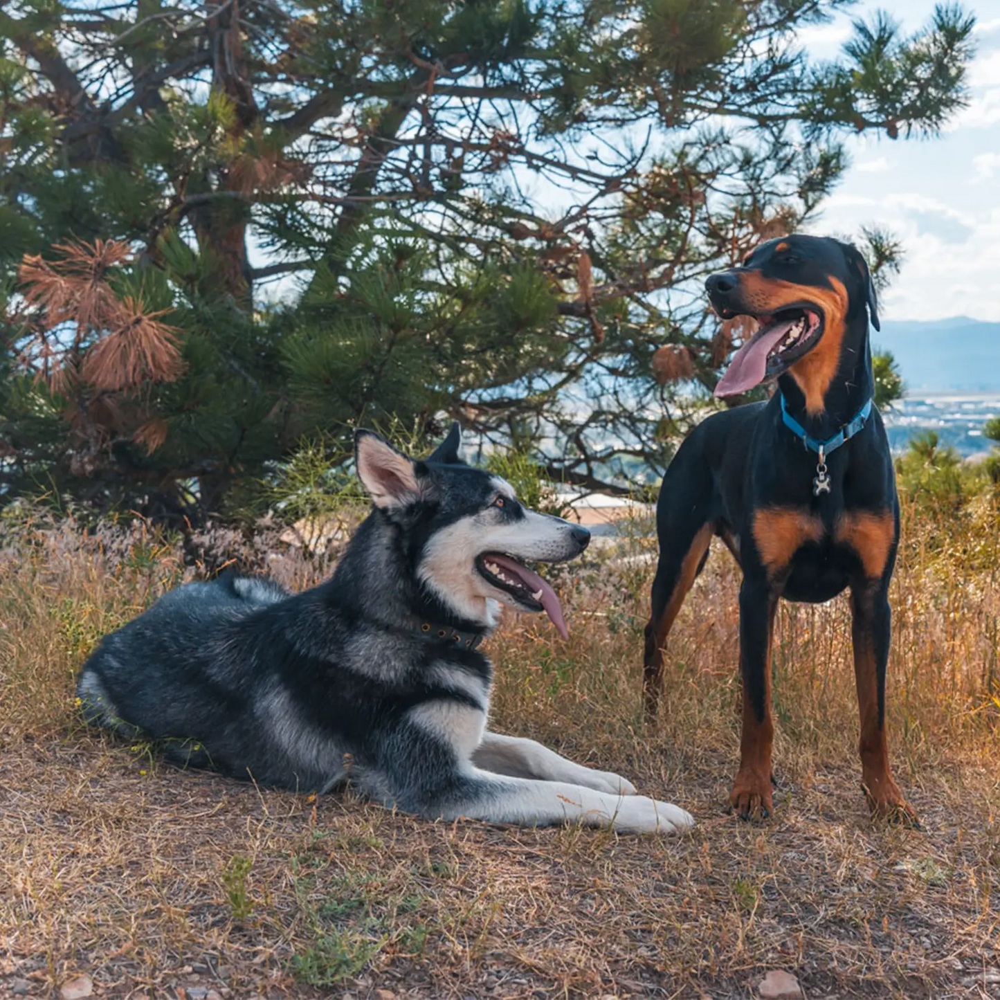 Missoula Doggy Daycare Retreat: Discover Woof Haven!