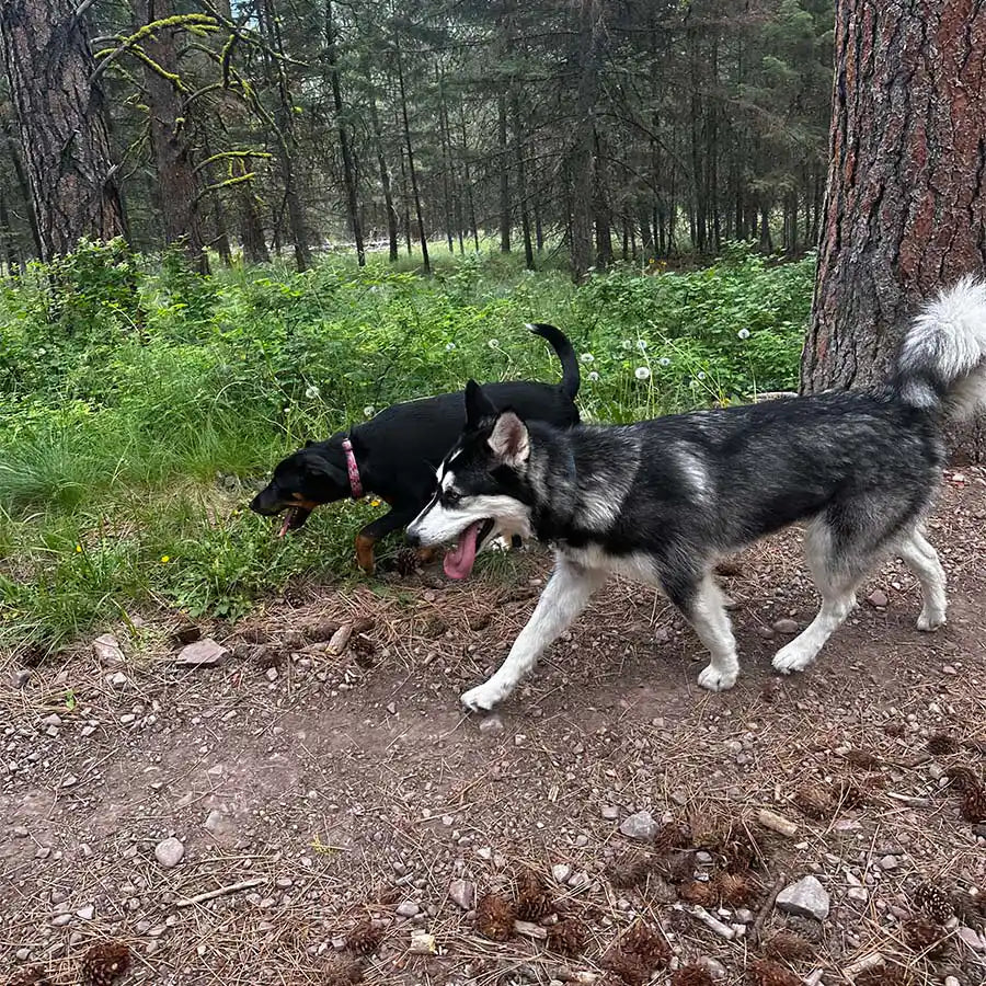 Missoula Dog Boarding - Your Woofer's Home Away From Home!