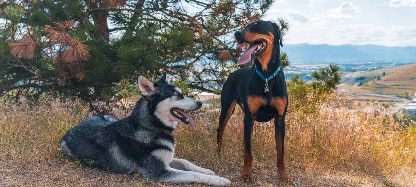 Woof Haven