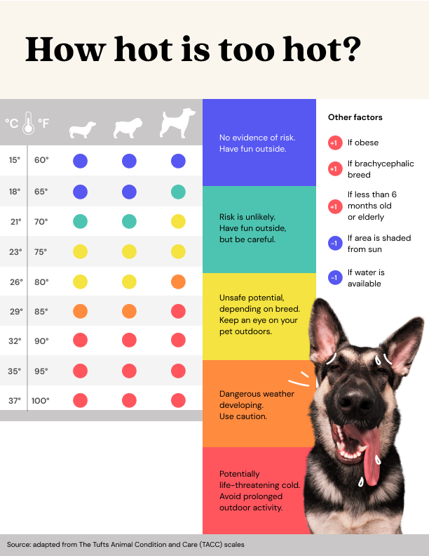 outdoor temperatures for dogs