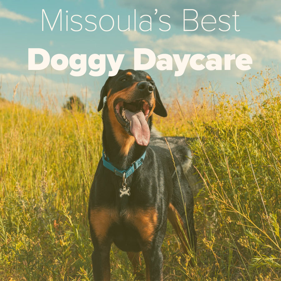 Missoula Doggy Daycare Retreat: Discover Woof Haven!