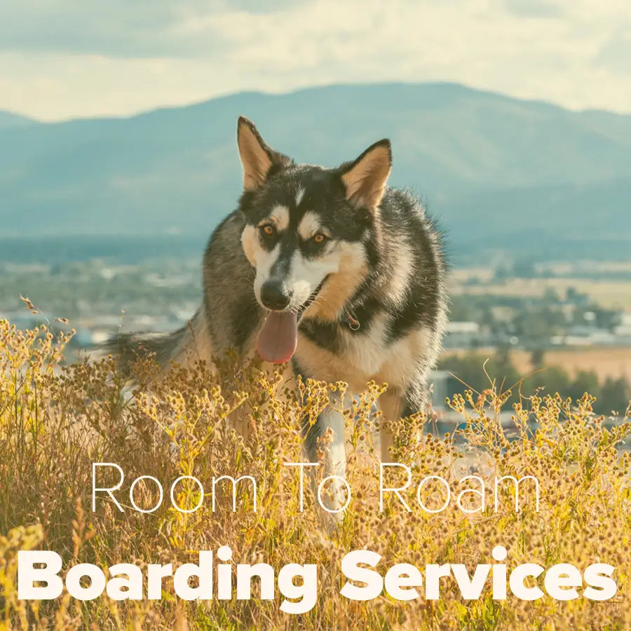
                  
                    Missoula Dog Boarding - Your Woofer's Home Away From Home!
                  
                