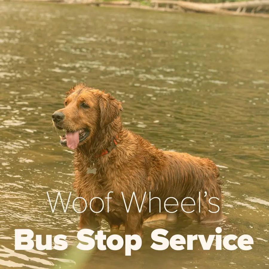 Woof Wheels Bus Stop Pickup/Drop-Off Daycare – Woof Haven