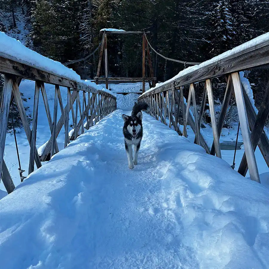 
                  
                    Missoula Dog Boarding - Your Woofer's Home Away From Home!
                  
                