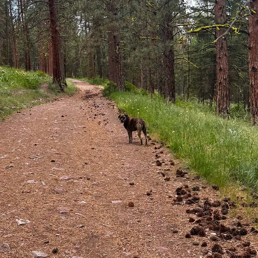 Woof Wheels Bus Stop Pickup/Drop-Off Daycare – Woof Haven