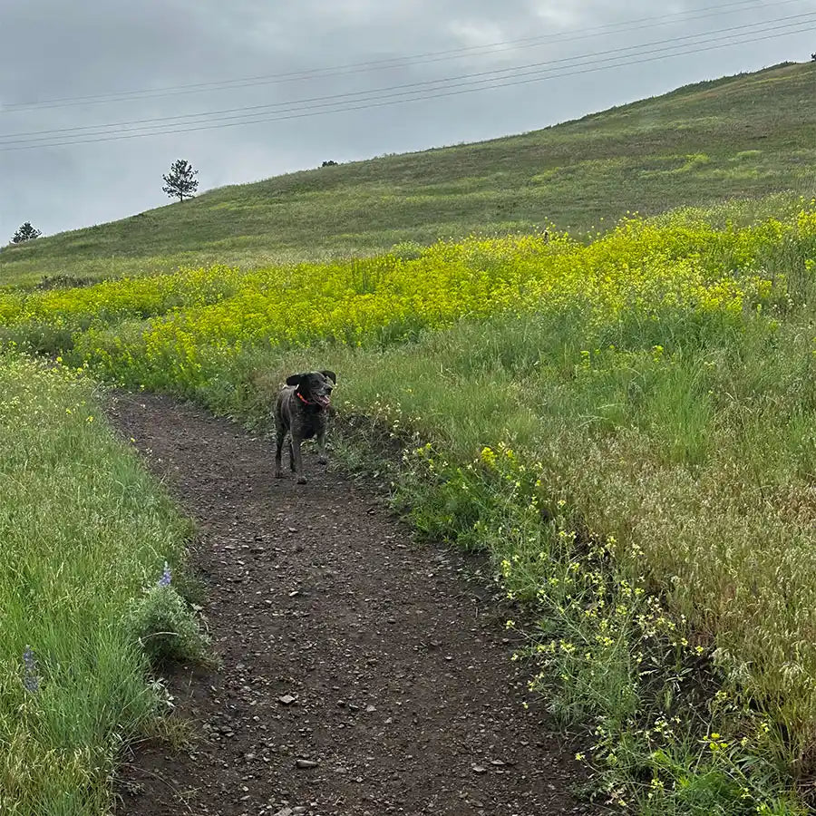 Missoula Doggy Daycare Retreat: Discover Woof Haven!